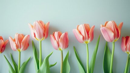 A group of yellow tulips sitting together in a row for a Women's Day card. Place for text and congratulations. Background for banner