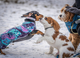dogs playing in snow