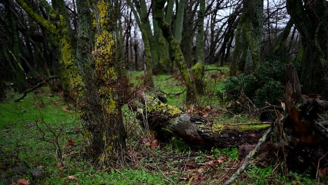 Forest in winter. Igneada national park forest. Turkey.