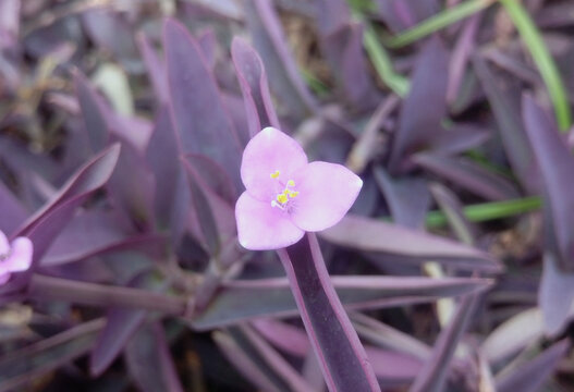 Close-up of purple heart flower