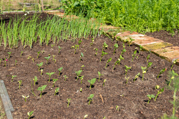 Agricultural garden on a home plot in the forest