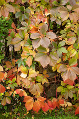Colorful leaves in early autumn in the garden