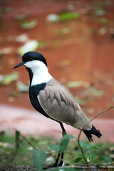 Close-up full body profile shot of a spur winged lapwing perched in a wetland.