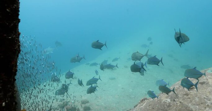 Group of bluefin trevally and other fishes in the clear water.