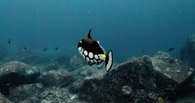 Clown triggerfish swimming in the turquoise water by fish schools.
