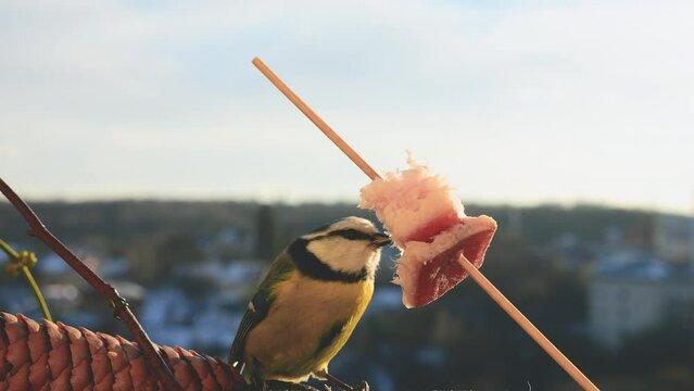 Blue tit eats a piece of bacon and salo against the backdrop of a winter landscape.