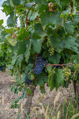 primitivo grapes with clusters of ripe and green berries