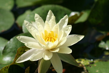 white water lily