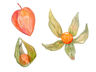 Watercolor physalis set illustration isolated on white