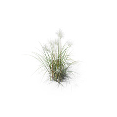 Amur Silver Grass PNG