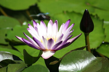 pink lotus flower