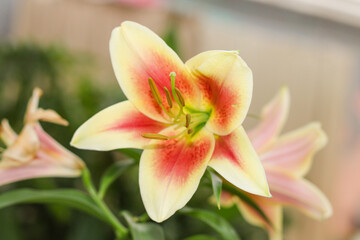 Rare yellow-red amazing lily flowers