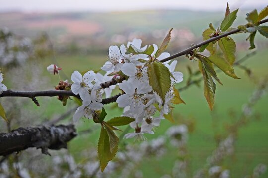 Kirschbaum Ast