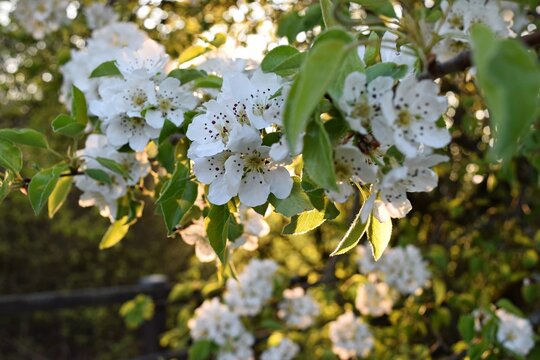 Kirschbaum Bl&uuml;ten Ast 1