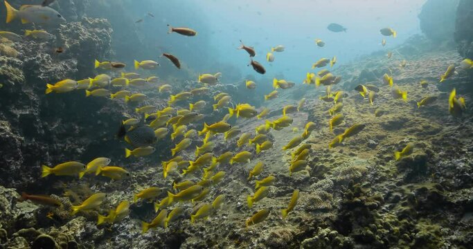 A shoal of bluestripped snapper fish aligned in the same direction.