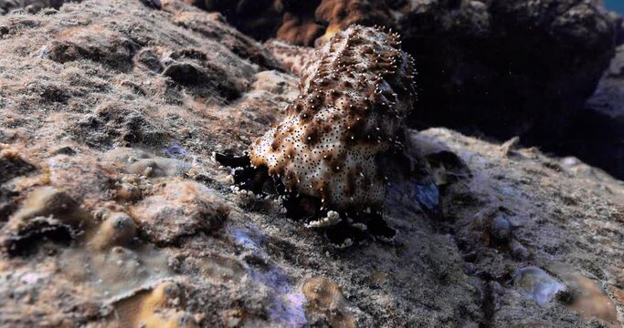 A steady shot of an exotic brown and white Sea cucumber in the ocean.