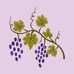 Grape vine isolated on a white background. Vector illustration for menu, banner, poster.