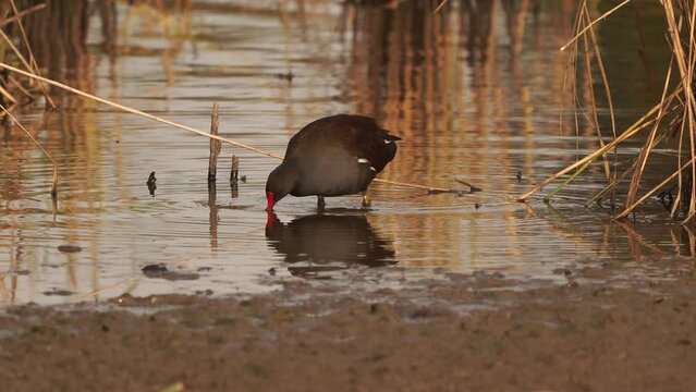 A common moorhen (Gallinula chloropus), also known as the waterhen or swamp chicken foraging on a mudbank
