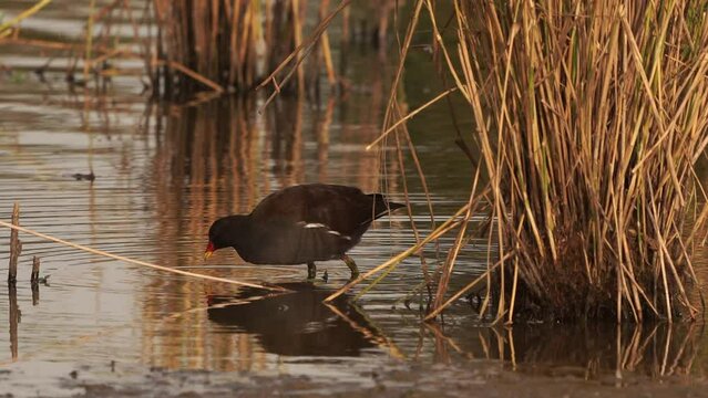 A common moorhen (Gallinula chloropus), also known as the waterhen or swamp chicken emerging from the reed bed.