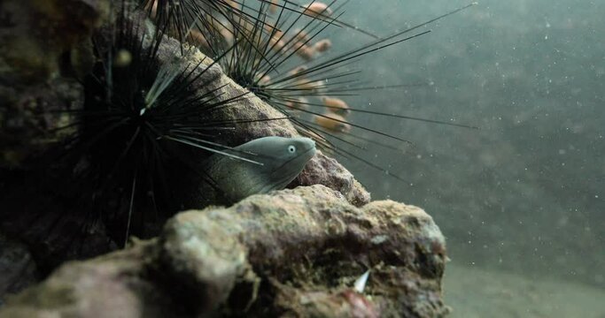 Very close shot of the white eyed moray creature staring at the diver.