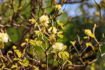 Large Fothergilla, Large Witch-alder (Fothergilla latifolia) in bloom