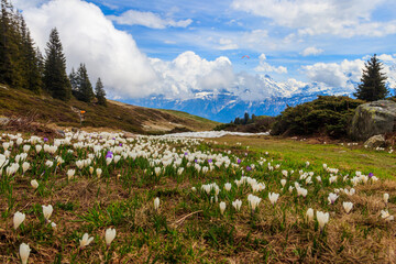 Wild purple and white Crocus alpine flowers blooming at spring in the Swiss Alps. Niederhorn,...