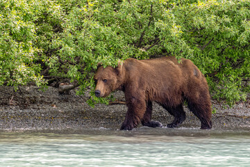 Grizzly at Crescent Lake, Alaska, US