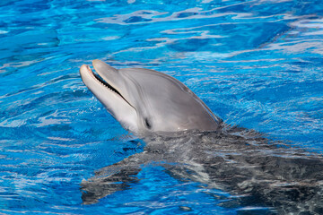 An Atlantic Bottlenose Dolphin.