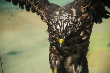 hawk eagle in flight close up