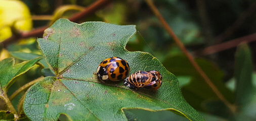 Orange ladybird and pupae husk