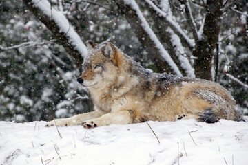 A Timber Wolf in a snowstorm.