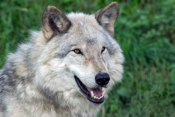 Fototapeta premium Portrait of a Timber Wolf.