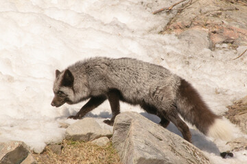 An Arctic Fox crossing a field on a winter day.