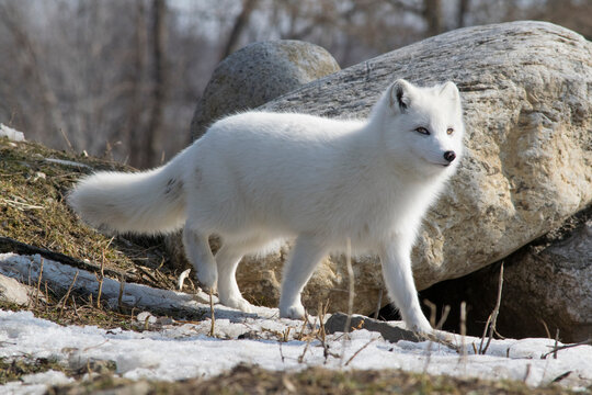 A young Arctic Fox in late winter.