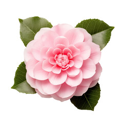 Fototapeta na wymiar Pink camellia isolated on a white or transparent background. Pink color flower as a design element.