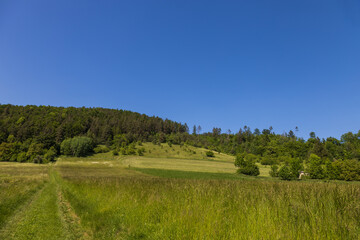 Fototapeta na wymiar A meadow with tall green grass. In the background there is a forest and a blue sky.