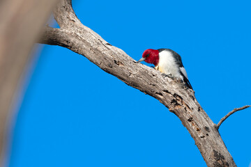 woodpecker on tree