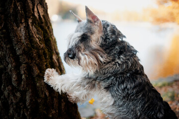 A cute  adult salt and pepper schnauzer has put his paws down and leans on a tree, looks carefully, against the backdrop of a blue lake and yellow leaves of golden autumn, close-up