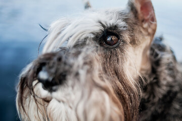 Bright brown eyes of a salt and pepper miniature schnauzer with very long eyelashes close-up
