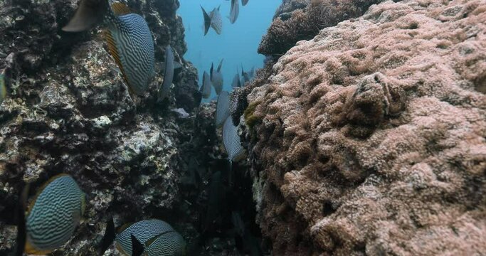 Following shot of a school of java rabbitfish swimming.