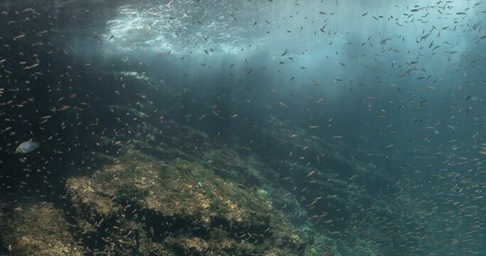 Marvelous view of a large swarm of small fish with some rabbitfish.