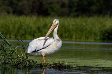  American white pelican on the lake Michigan