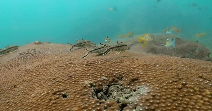 Diving shot of speckled sandperch fish in the turquoise water.