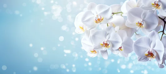 Plexiglas foto achterwand White orchids bouquet against sparkling blue background with bokeh. Banner with copy space. Ideal for poster, greeting card, event invitation, promotion, advertising, print, elegant design © Jafree