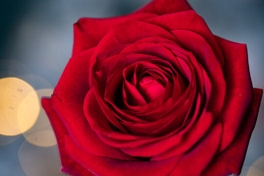 red rose for Valentine background