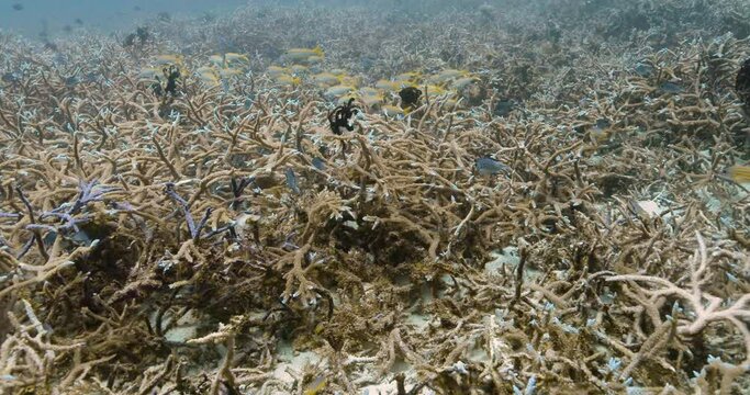 Underwater view of seabed coated with staghorn coral.