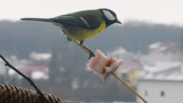 Great tit eats a piece of bacon and salo against the backdrop of a winter landscape.