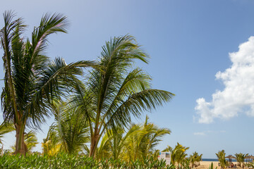 Fototapeta na wymiar Palm trees blowing in the wind in Cape Verde