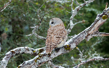 barred owl perched in winter