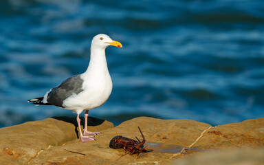 sea gull eating crawfish on rock
